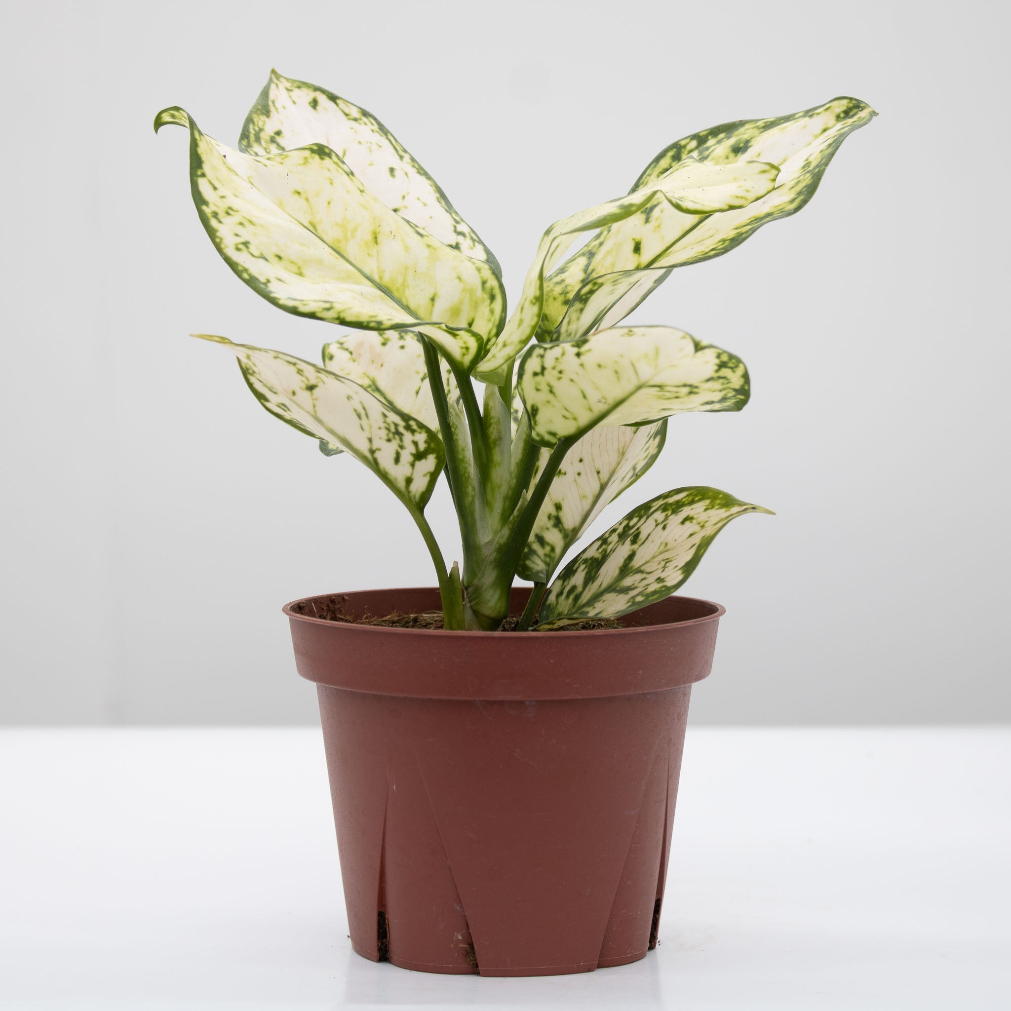 Chinese Evergreen | Aglaonema 'super white'