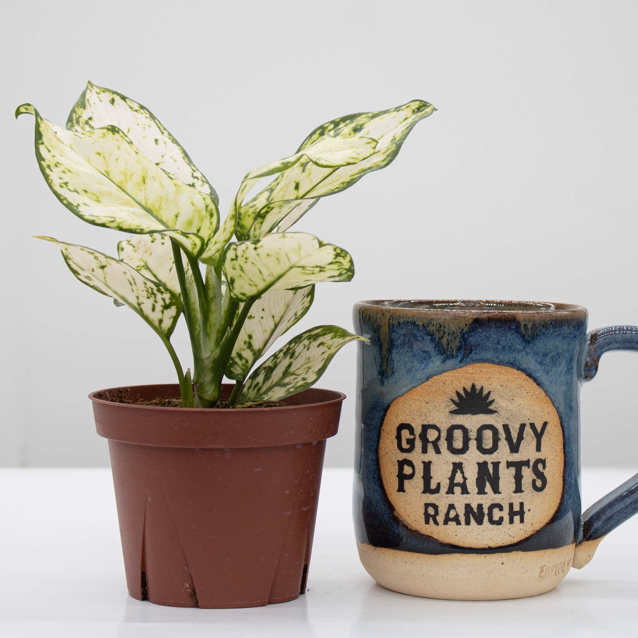 Chinese Evergreen | Aglaonema 'super white'