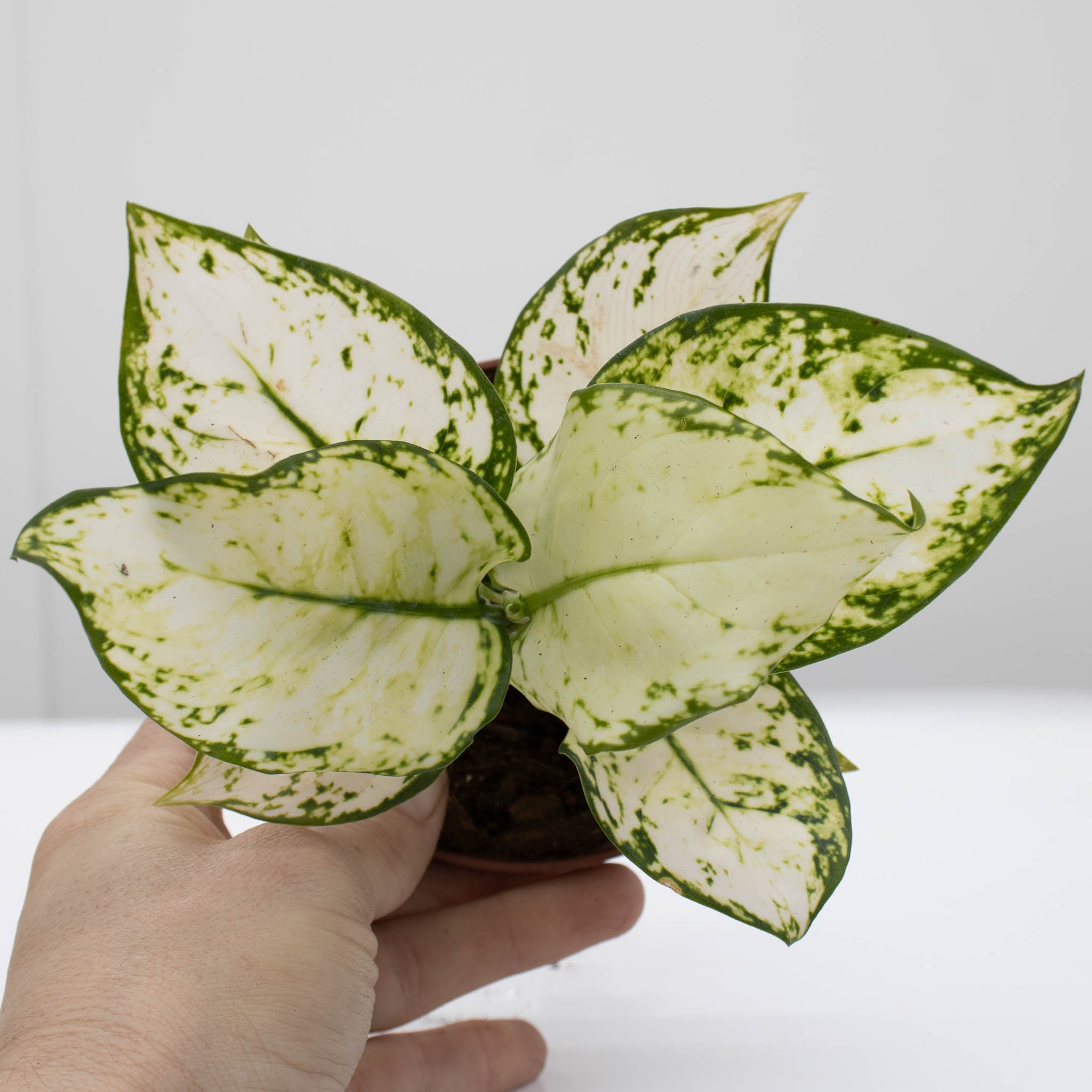 Chinese Evergreen | Aglaonema 'super white'