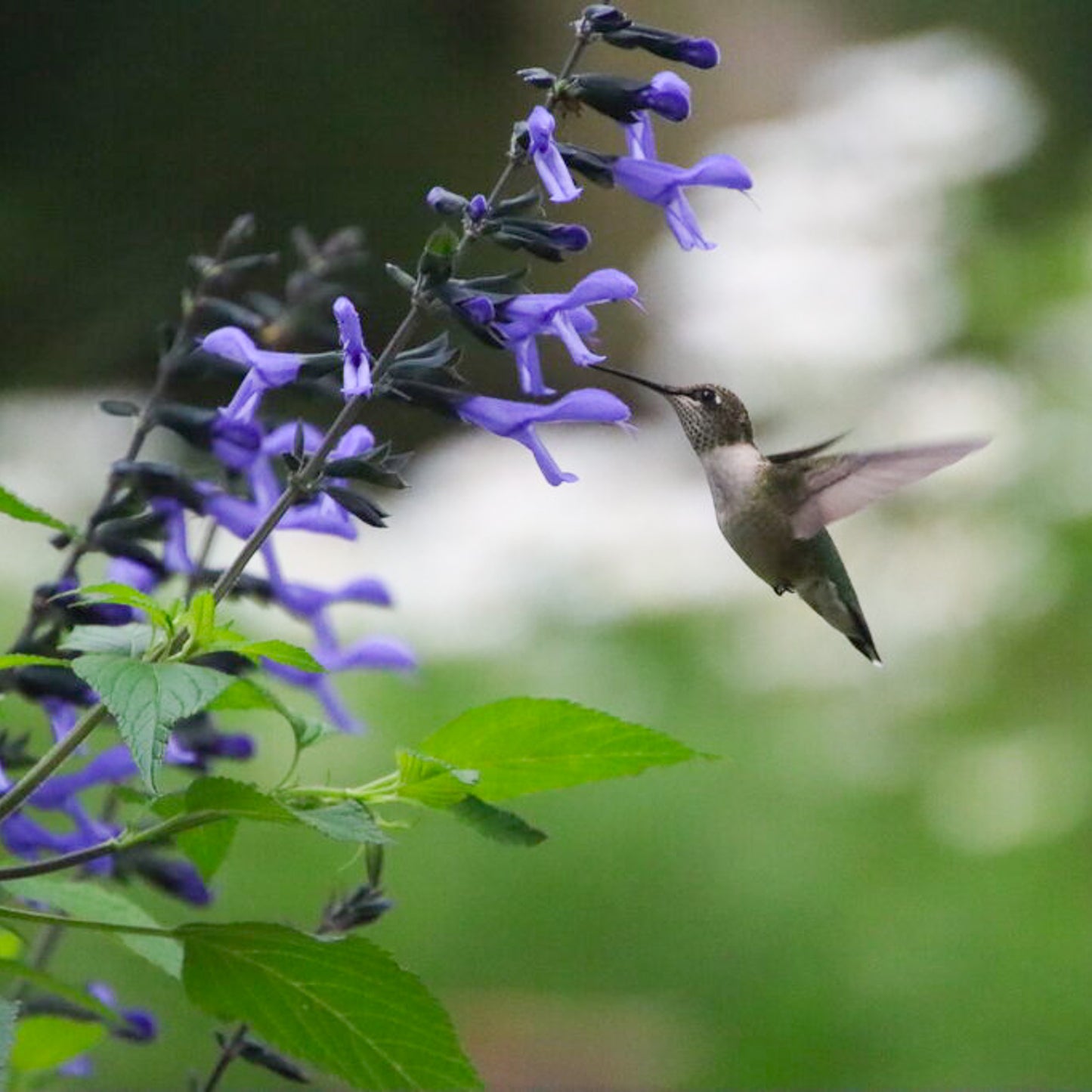 Salvia Rockin'® Blue Suede Shoes™ ~ Trio of 3 Hefty Plants
