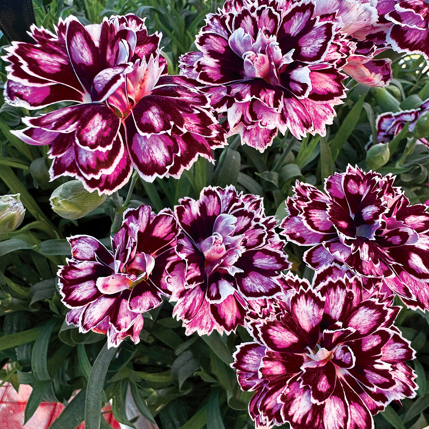 Dianthus Capitán 'Purple + White' ~ Trio of 3 Hefty Plants