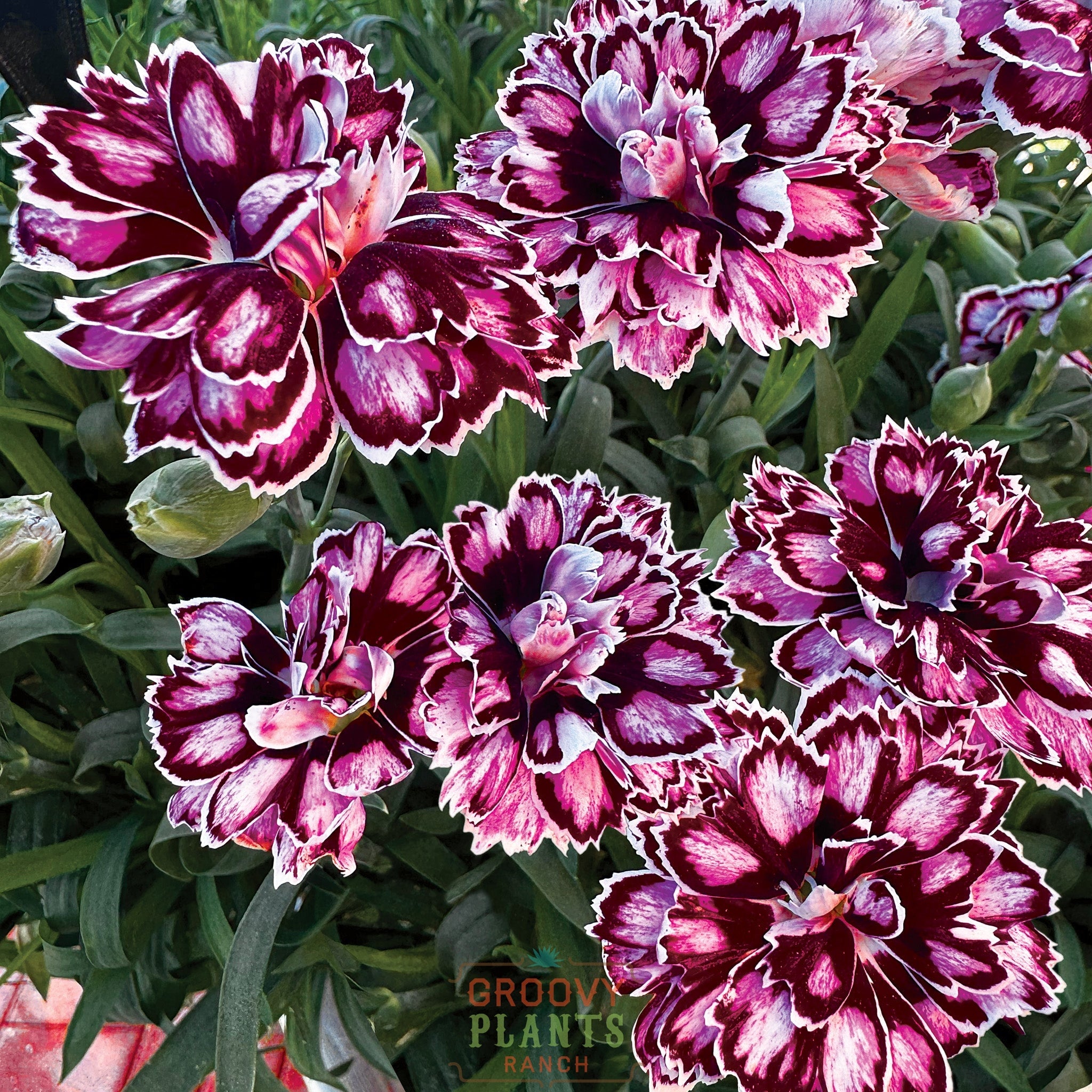 Dianthus Capitán 'Purple + White' ~ Trio of 3 Hefty Plants