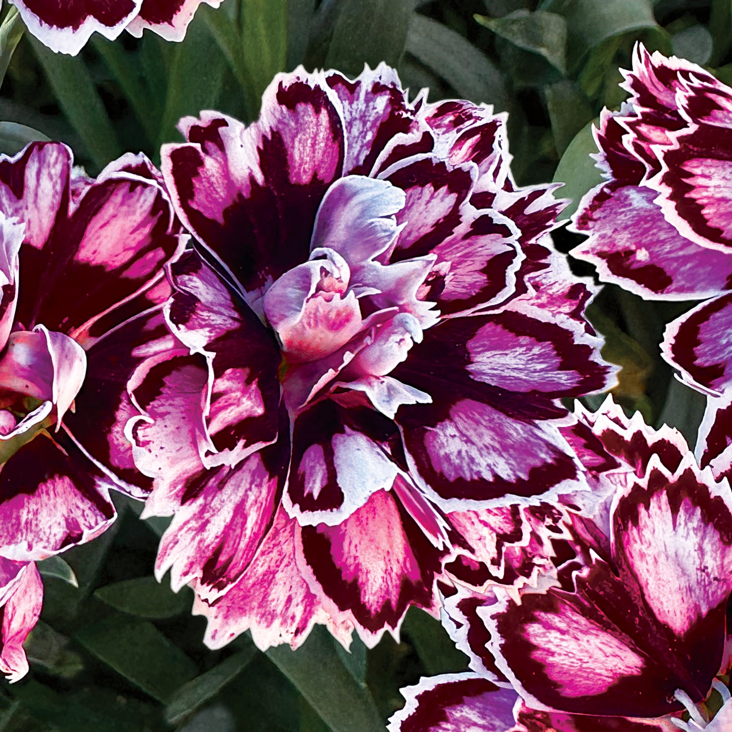 Dianthus Capitán 'Purple + White' ~ Trio of 3 Hefty Plants
