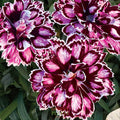 Dianthus Capitán 'Purple + White' ~ Trio of 3 Hefty Plants