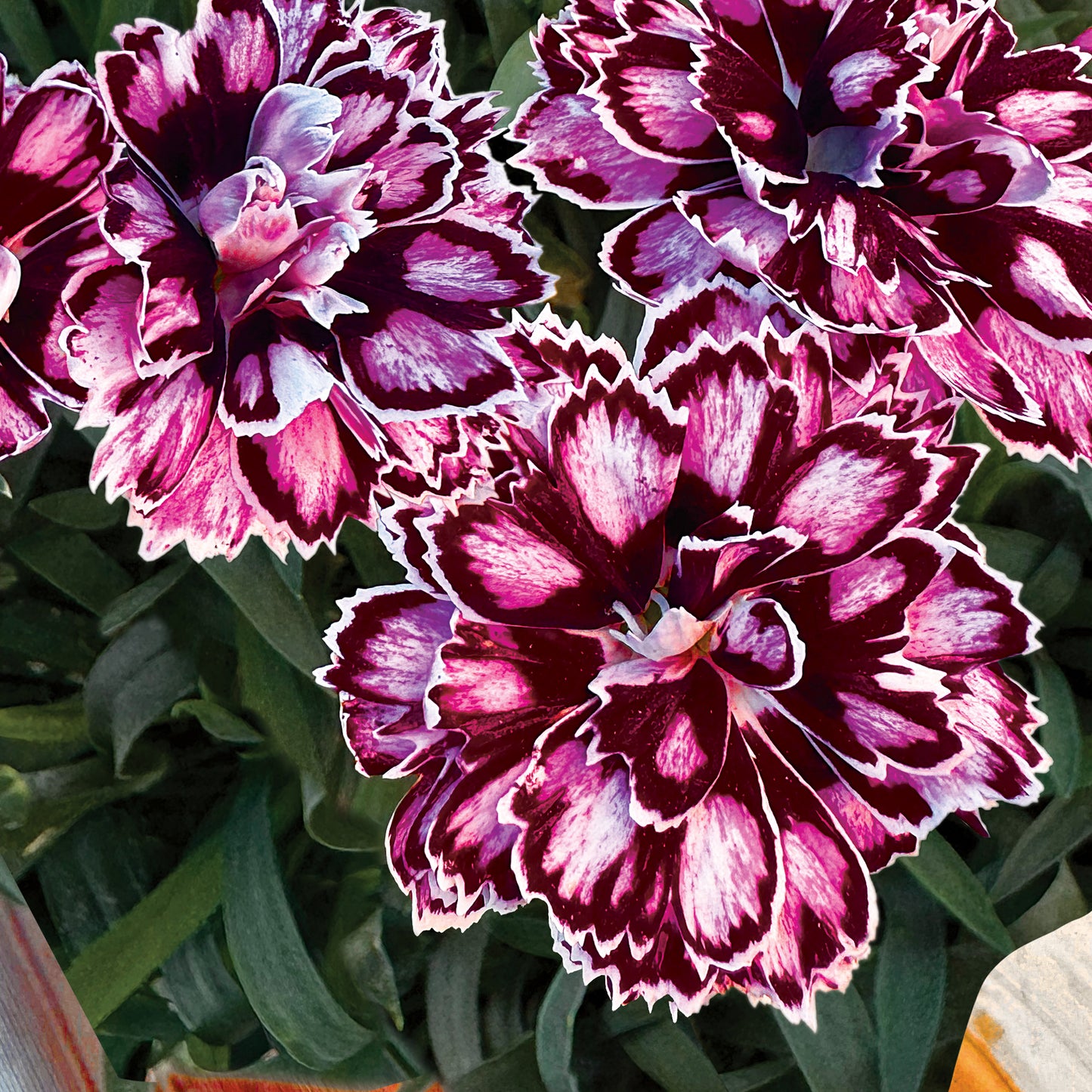 Dianthus Capitán 'Purple + White' ~ Trio of 3 Hefty Plants