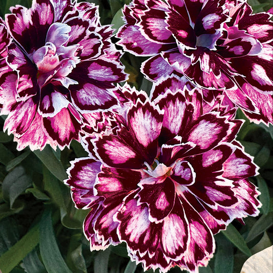 Dianthus Capitán 'Purple + White' Trio ~ Preorder Wait List Spring 2026