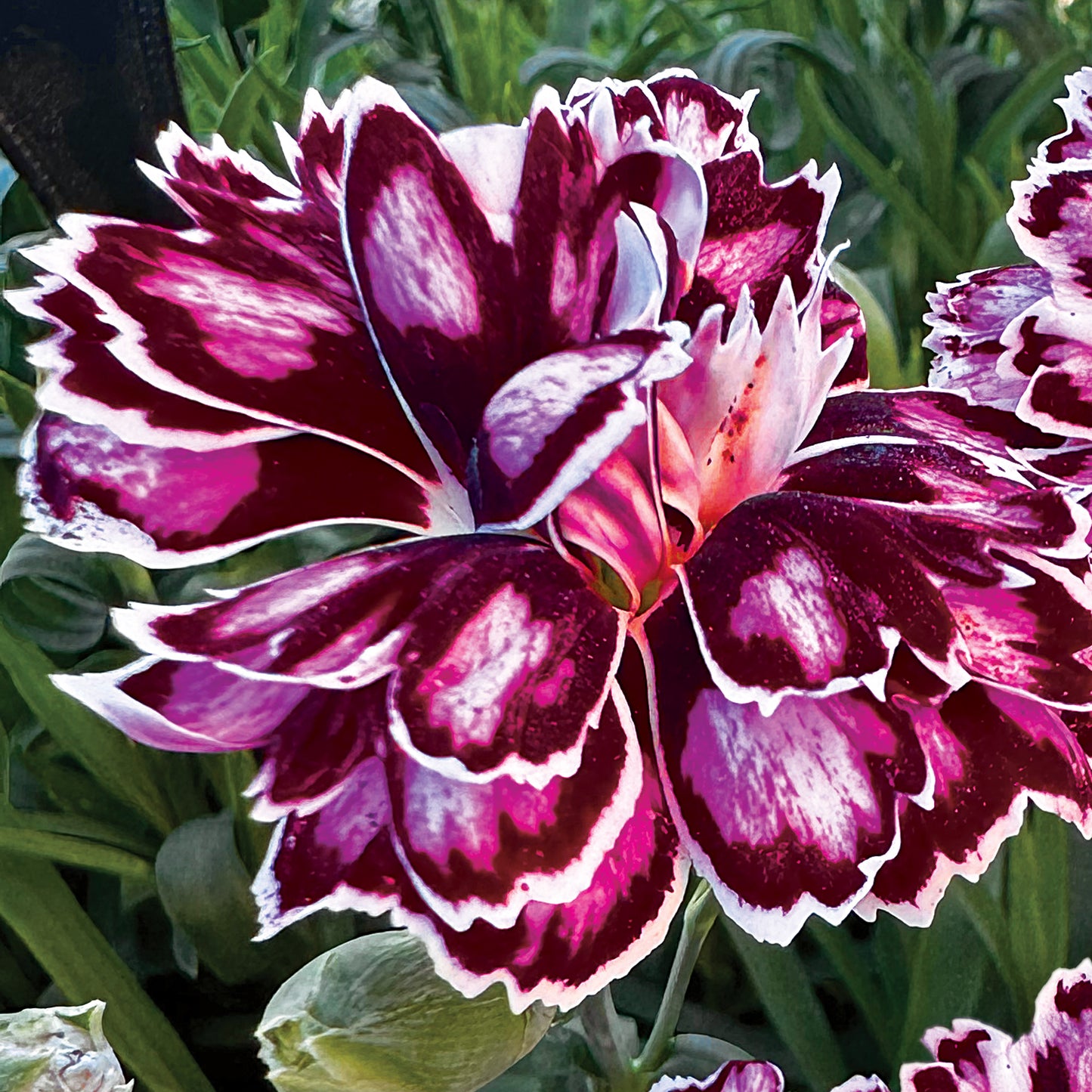 Dianthus Capitán 'Purple + White' ~ Trio of 3 Hefty Plants