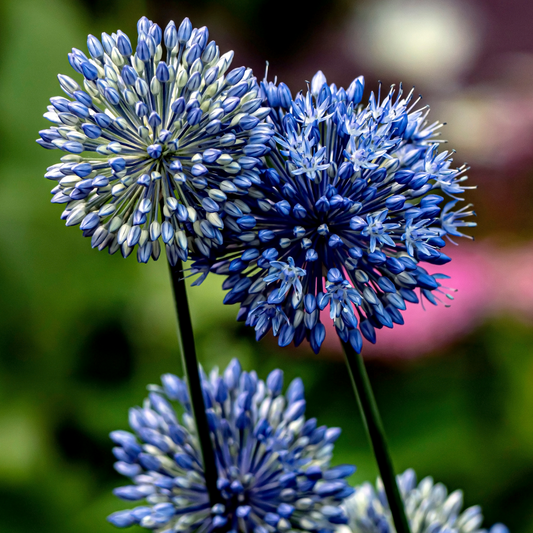 Allium ‘Azureum’ ~ Many bulbs