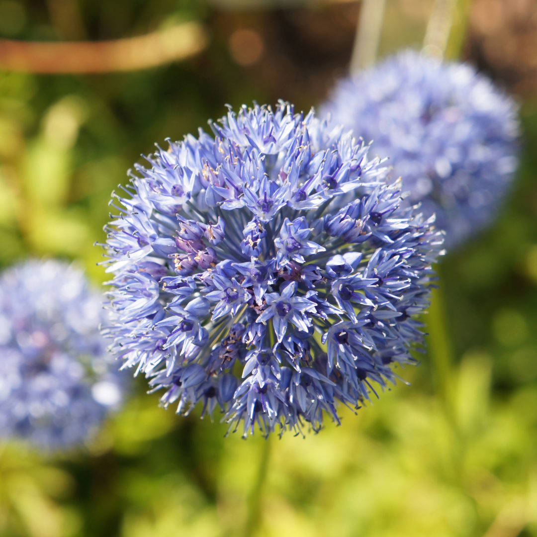 Allium ‘Azureum’ ~ Many bulbs