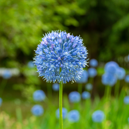 Allium ‘Azureum’ ~ Many bulbs