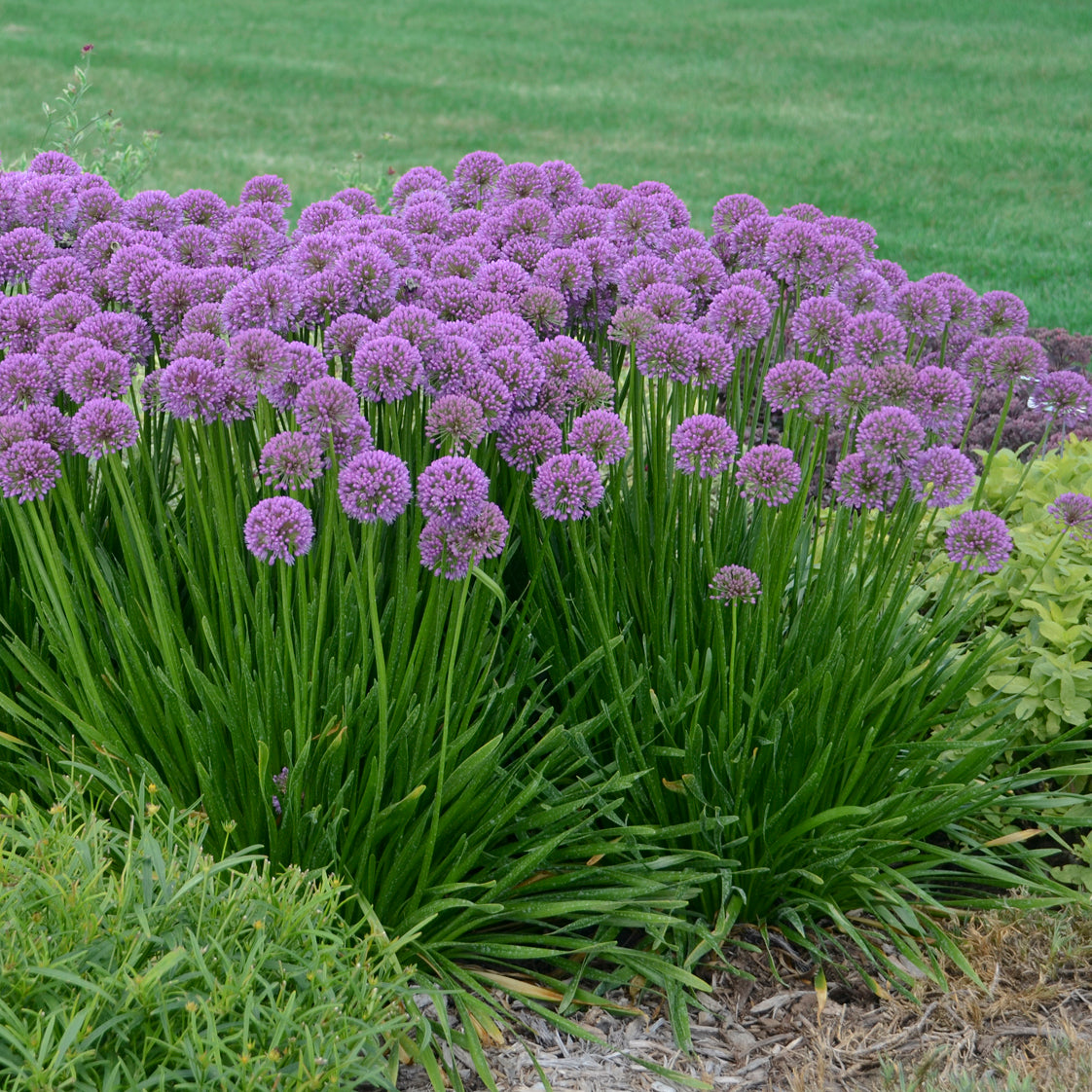 Allium 'Millenium' ~ 1 Hefty Plant for Preorder
