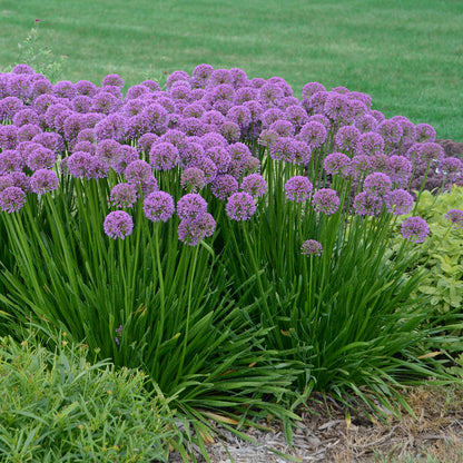 Allium 'Millenium' ~ Ping-pong Fields of 12 Hefty Plants for Preorder