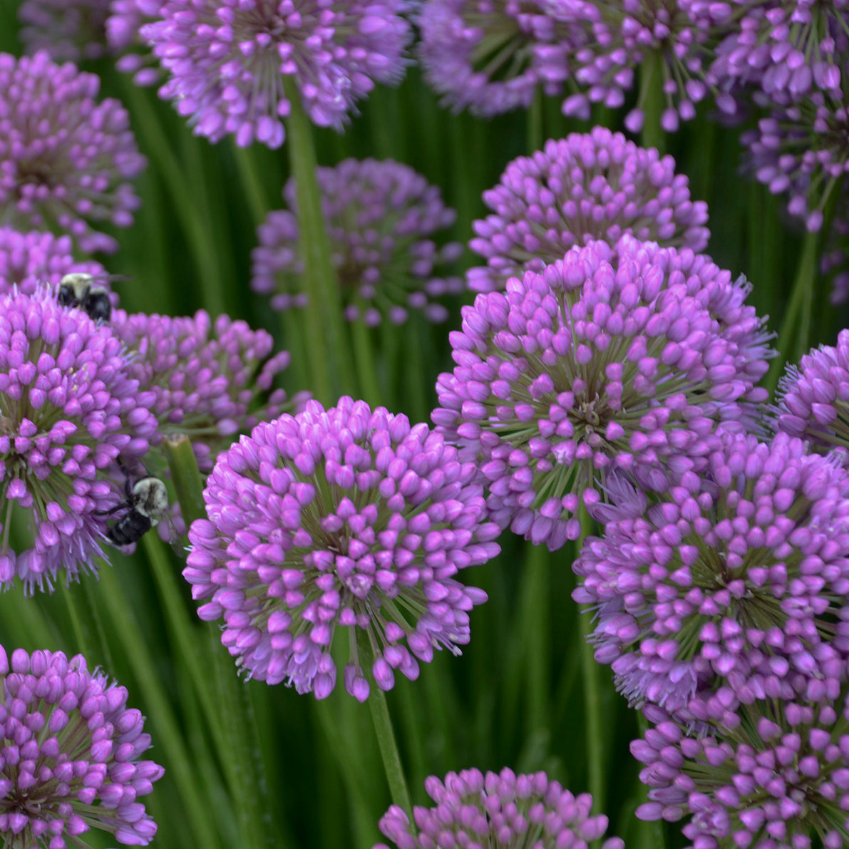 Allium 'Millenium' ~ 1 Hefty Plant for Preorder