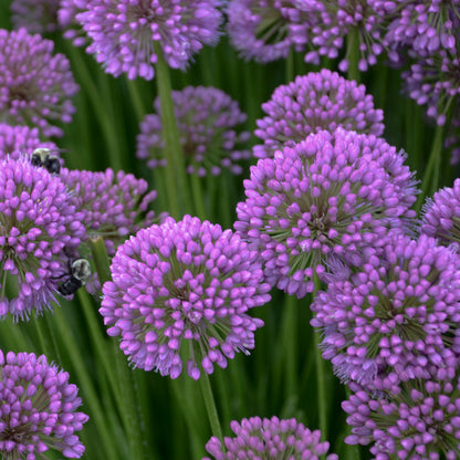 Allium 'Millenium' ~ Ping-pong Fields of 12 Hefty Plants for Preorder