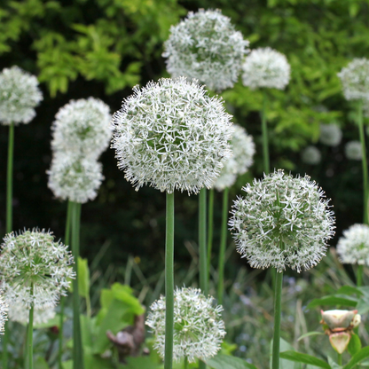 Allium ‘Mount Everest’ ~ Trio of 3 Bulbs