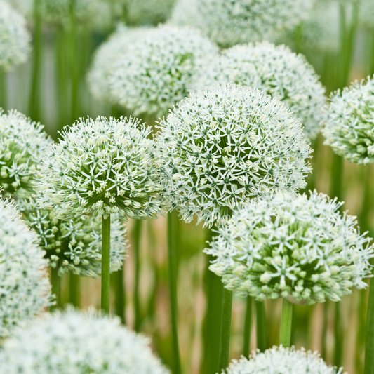 Allium ‘Mount Everest’ ~ Trio of 3 Bulbs