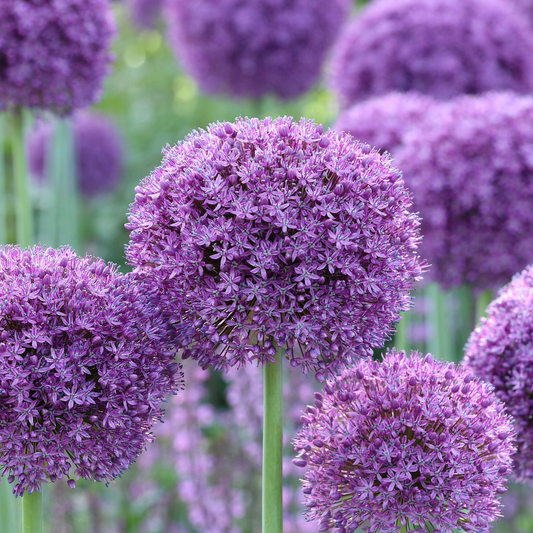 Sea of Lollypops ~ 20 Allium 'Gladiator'