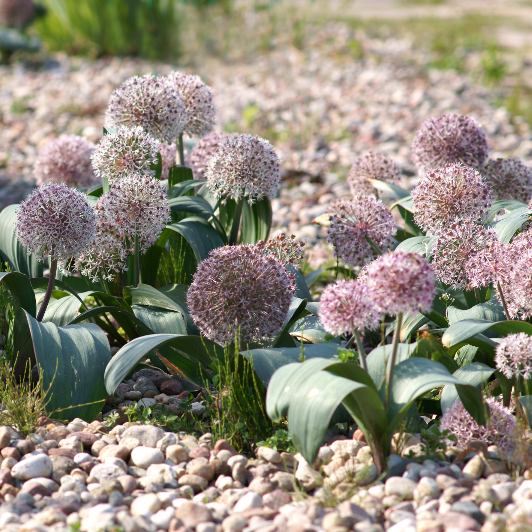 Sea of Lollypops ~ 50 blubs of Allium karataviense