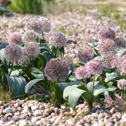 Allium karataviense