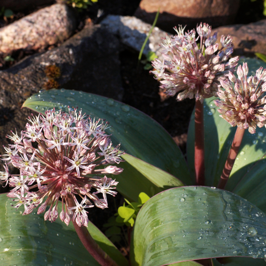 Sea of Lollypops ~ 50 blubs of Allium karataviense