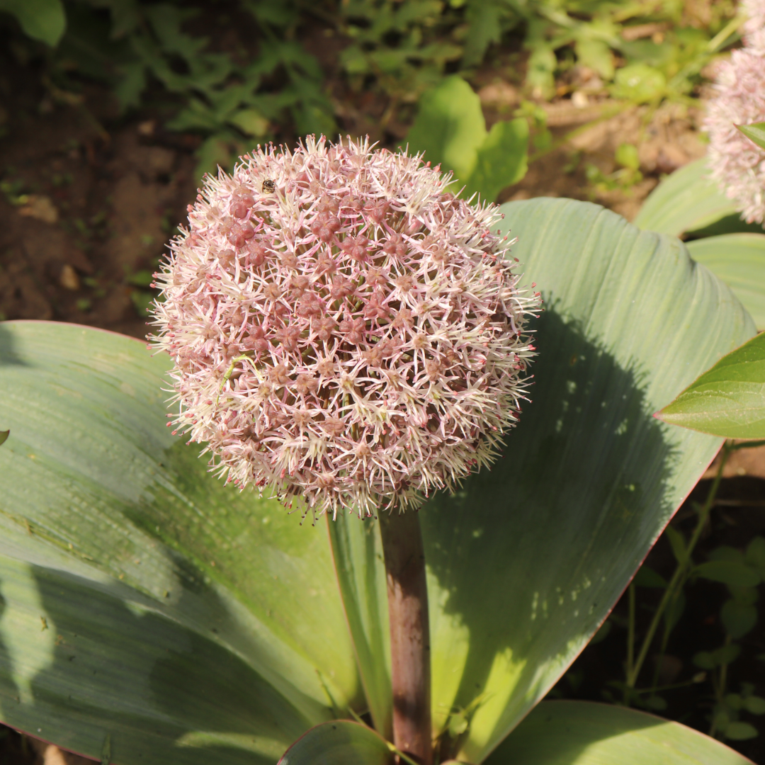 Sea of Lollypops ~ 50 blubs of Allium karataviense