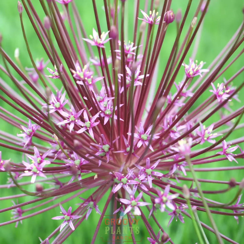 Allium schubertii