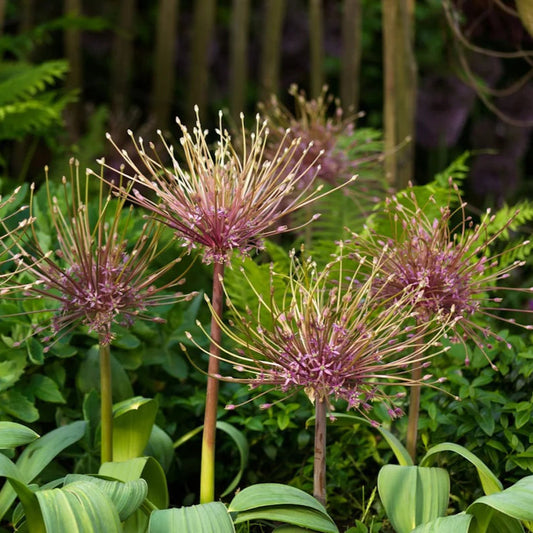 Sea of Fireworks ~ 20 Allium 'Schubertii' bulbs