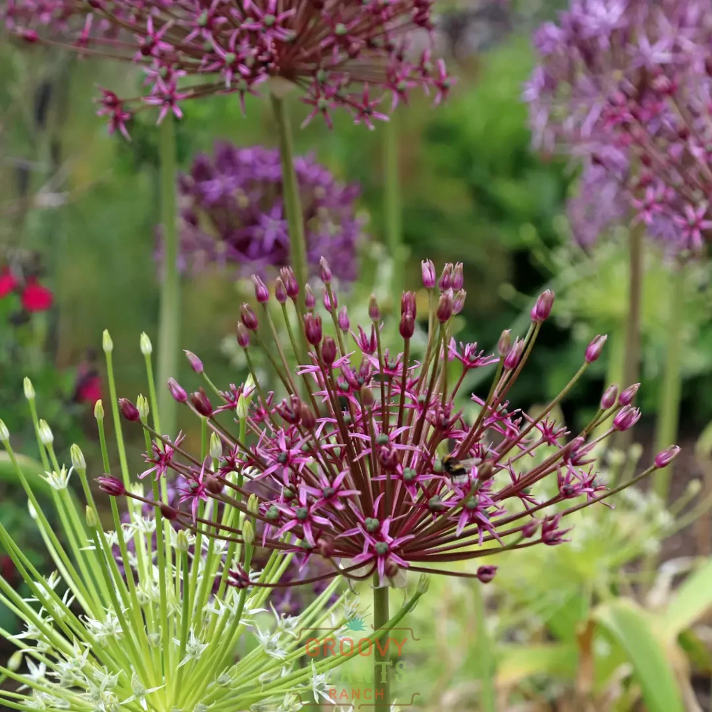 Allium schubertii