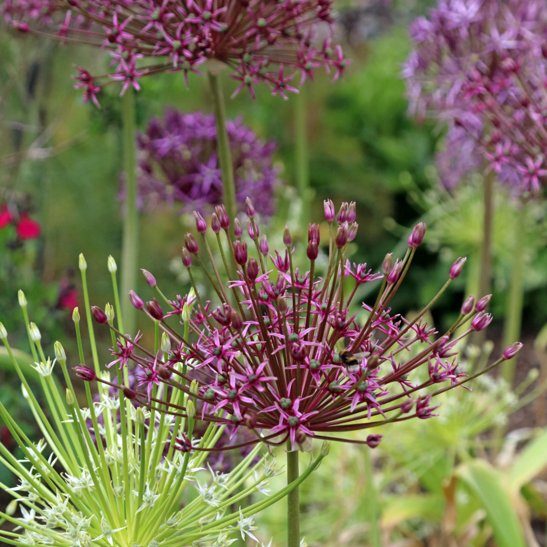 Allium 'Schubertii' ~