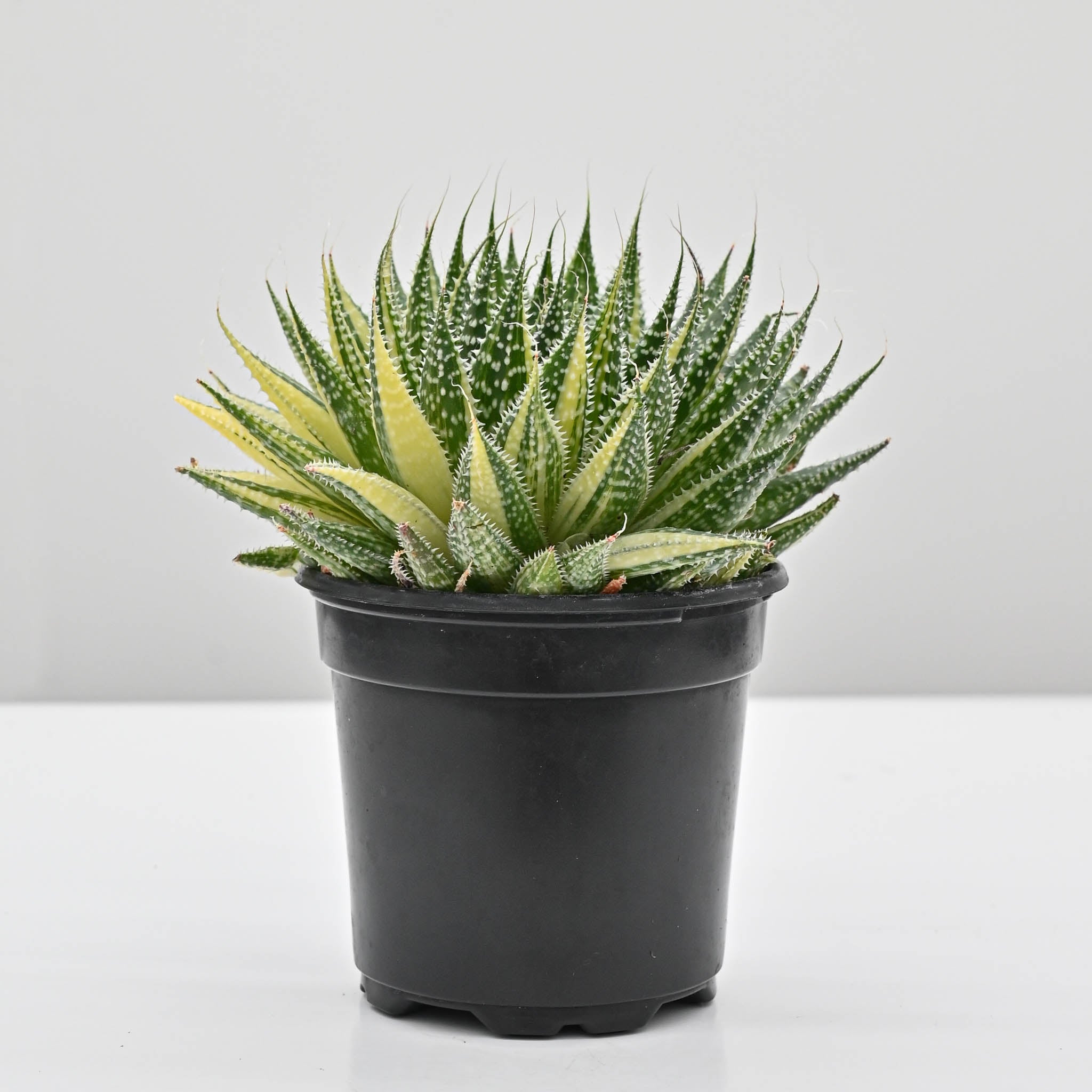 aloe aristata succulent plant Variegated Lace Aloe