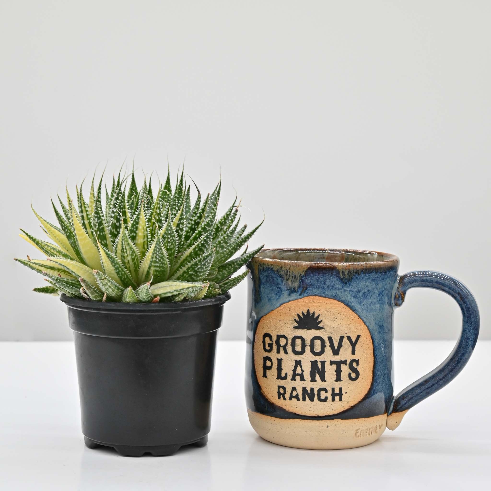 lace succulent Variegated Lace Aloe