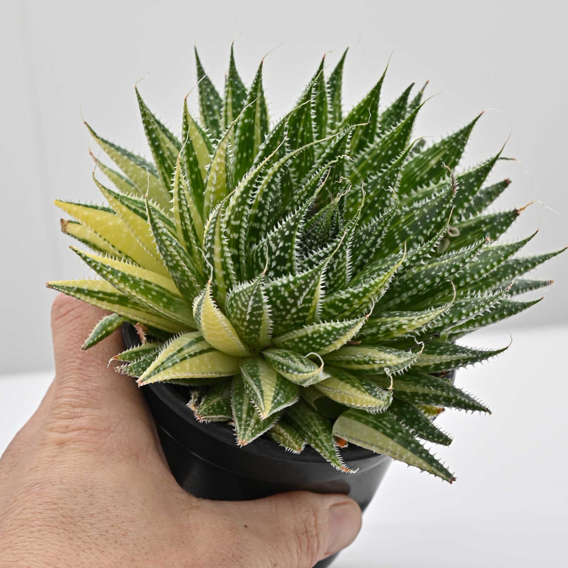Variegated Lace Aloe