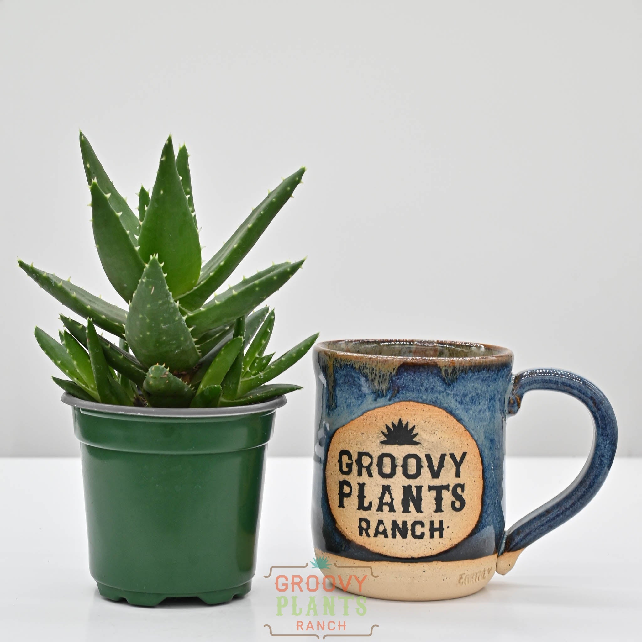 Rubble Aloe, Mitre Aloe | Aloe Perfoliata