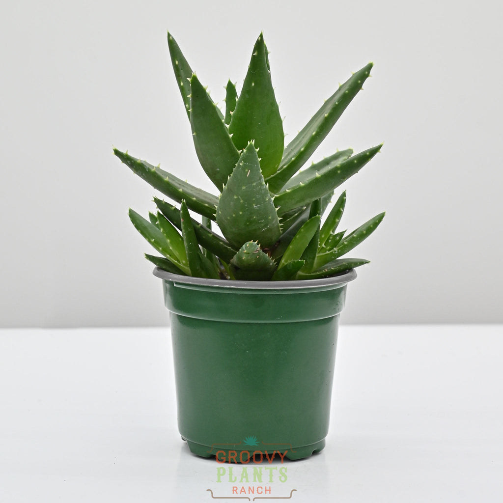 Rubble Aloe, Mitre Aloe | Aloe Perfoliata