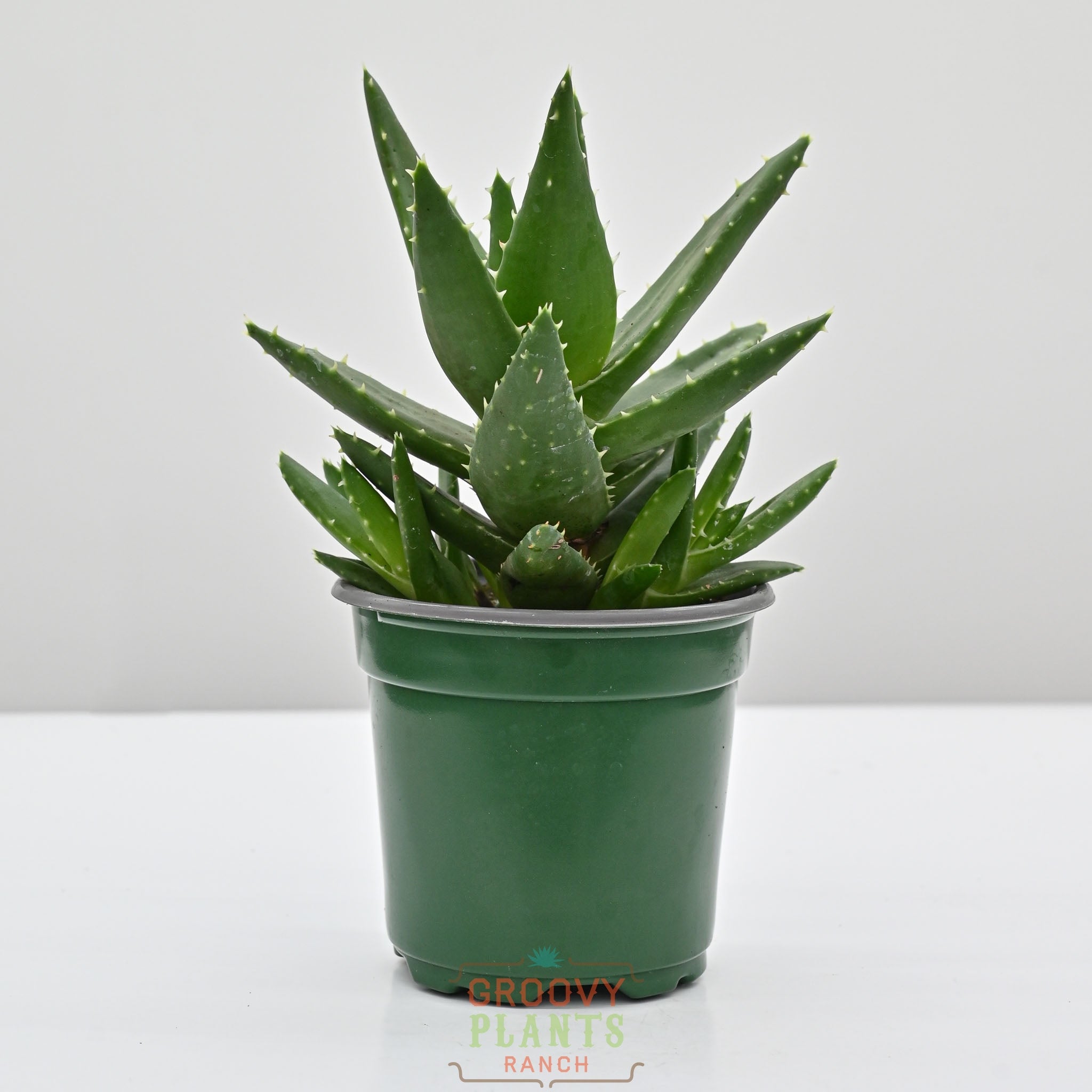 Rubble Aloe, Mitre Aloe | Aloe Perfoliata