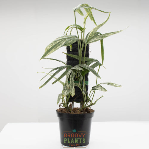 Amydrium Zippelanium Variegated