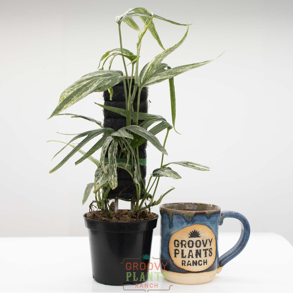 Amydrium Zippelanium Variegated