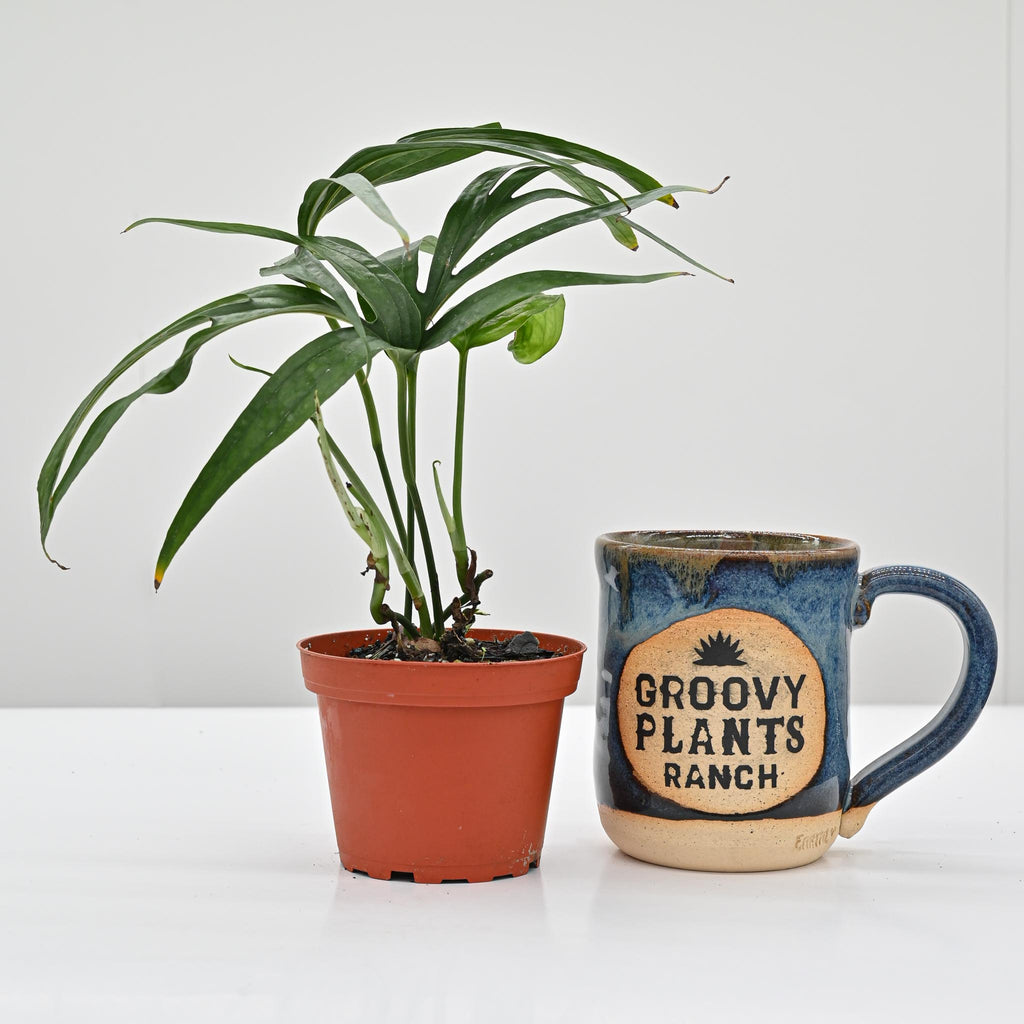 Amydrium Zippelanium