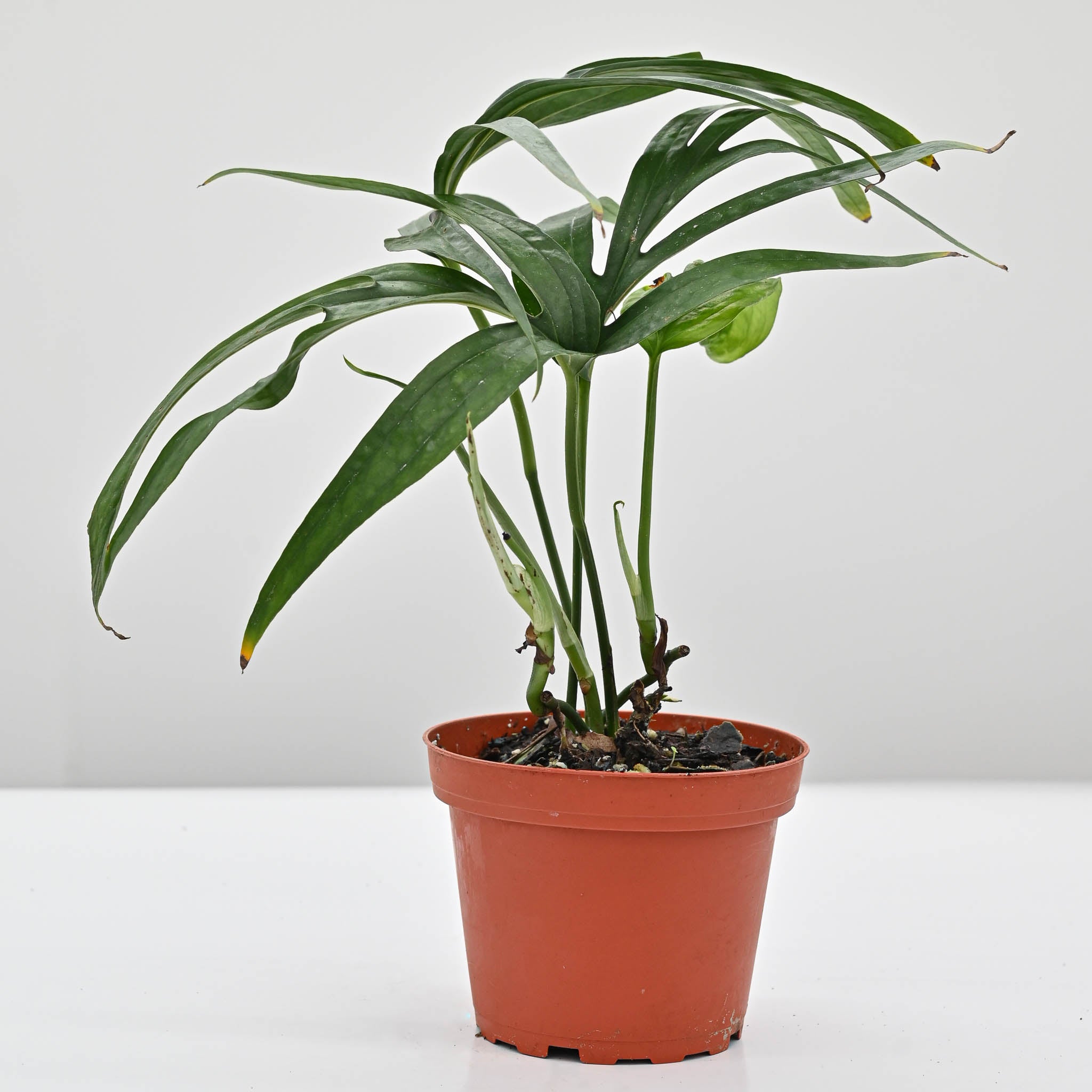 Amydrium Zippelanium