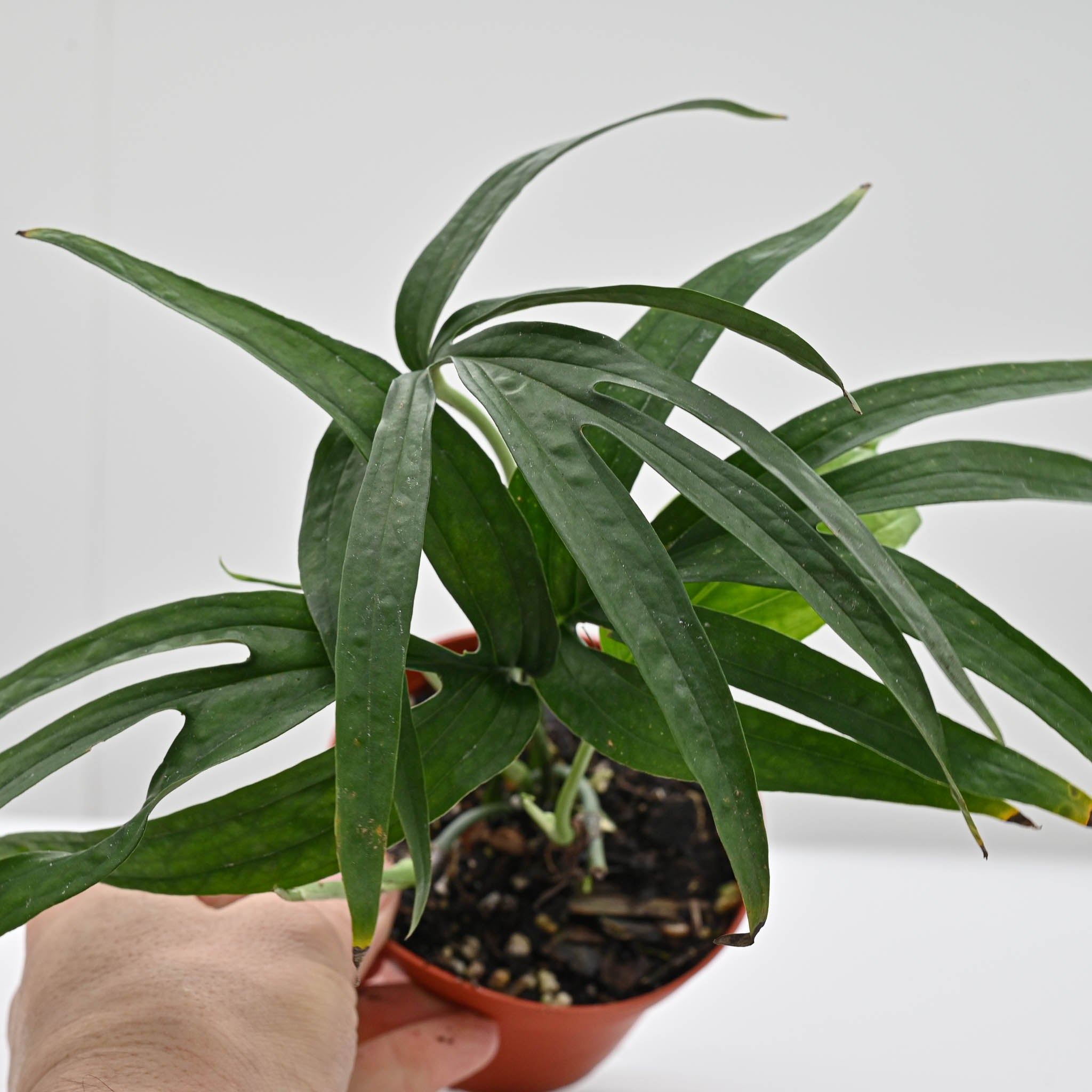 Amydrium Zippelanium