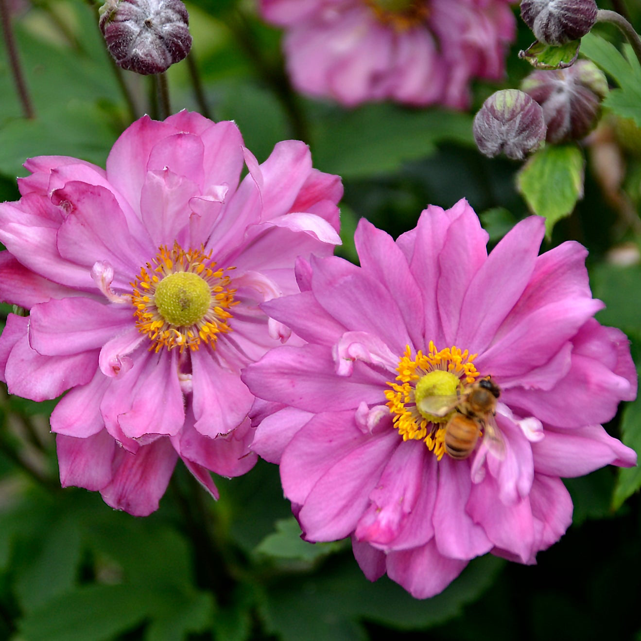 Anemone Fall in Love® 'Sweetly'