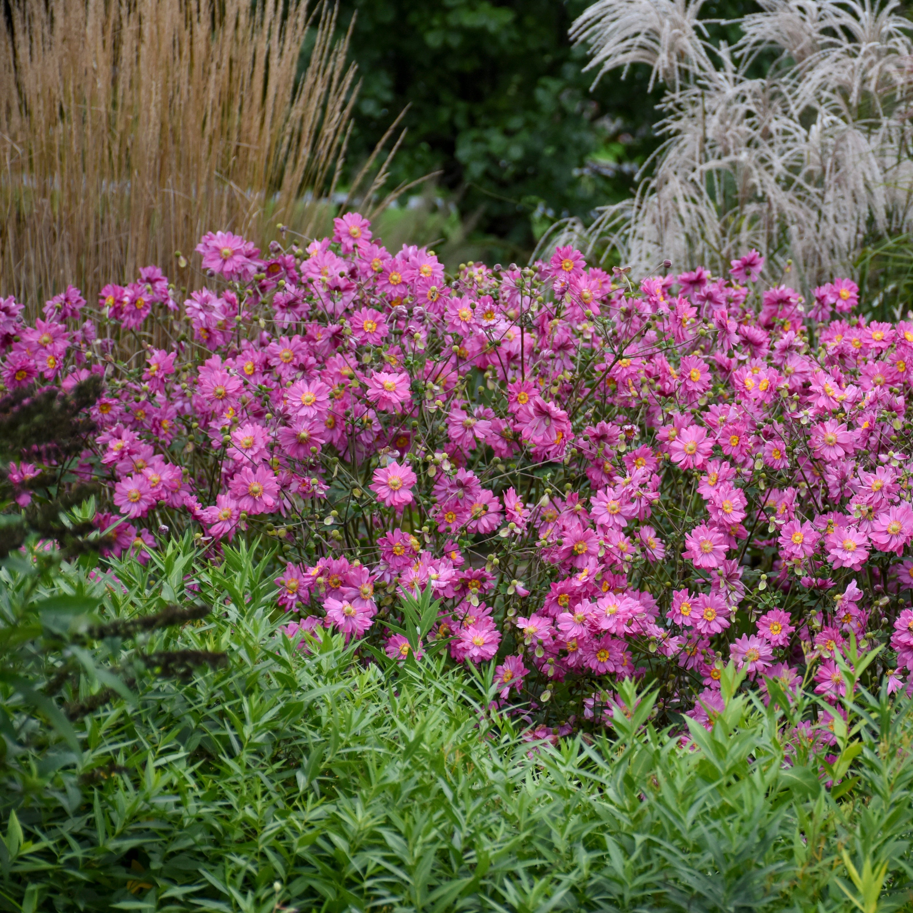 Anemone Fall in Love® 'Sweetly'