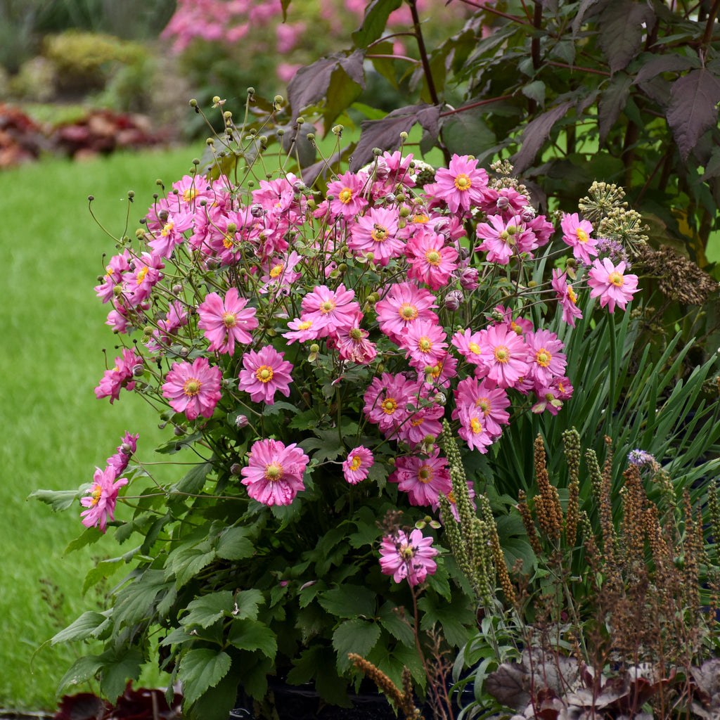 Anemone Fall in Love® 'Sweetly'