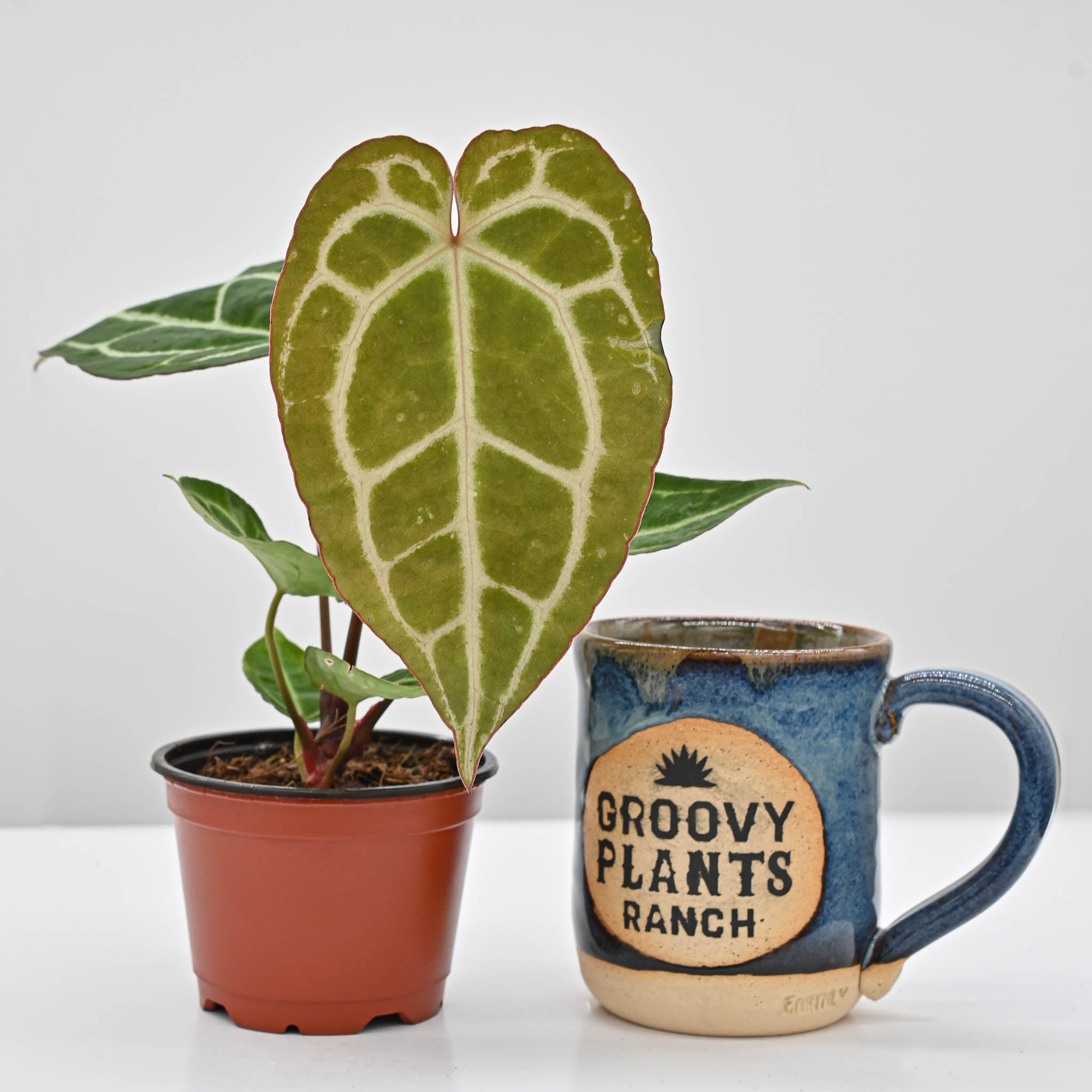 Crystal Anthurium | Anthurium Crystallinum