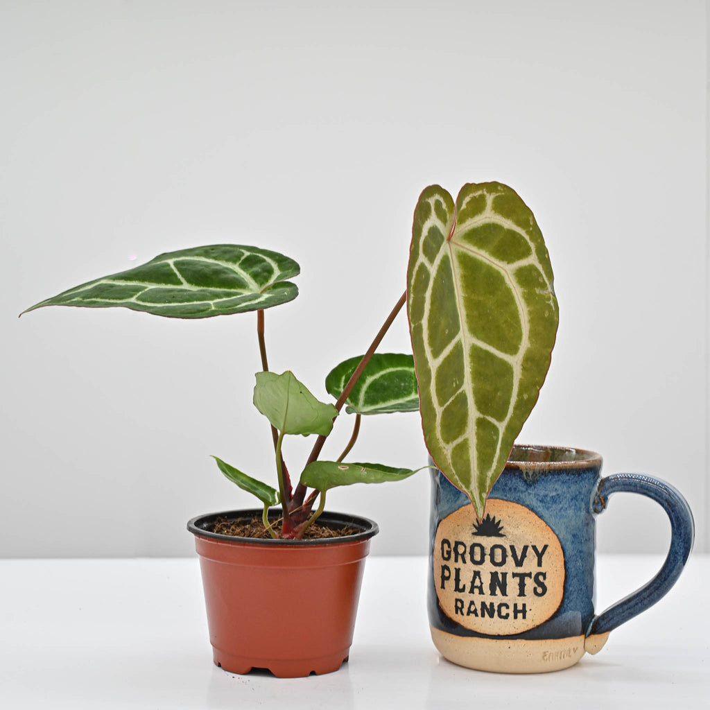 Crystal Anthurium | Anthurium Crystallinum