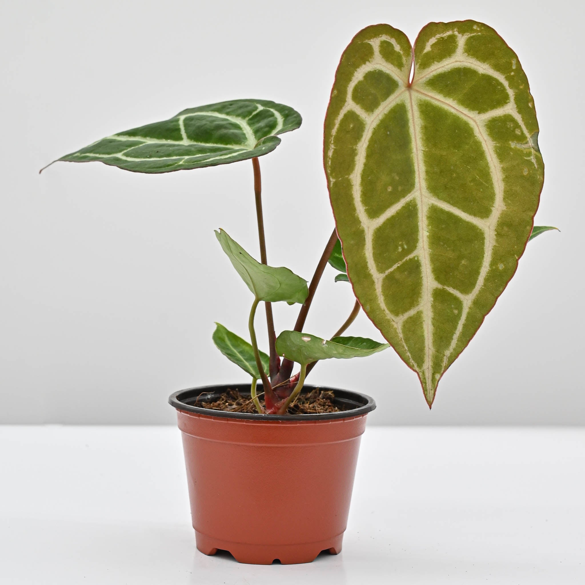 Crystal Anthurium | Anthurium Crystallinum