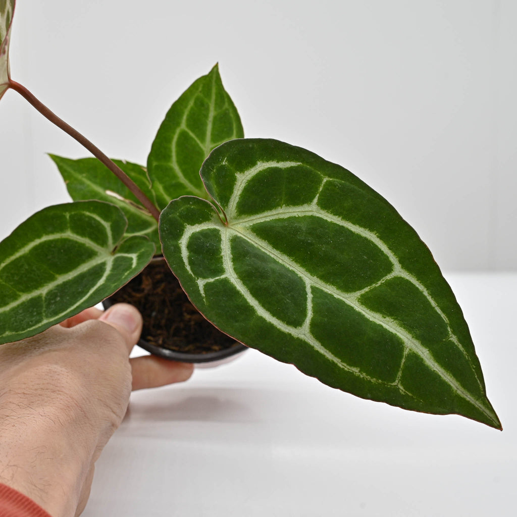 Crystal Anthurium | Anthurium Crystallinum