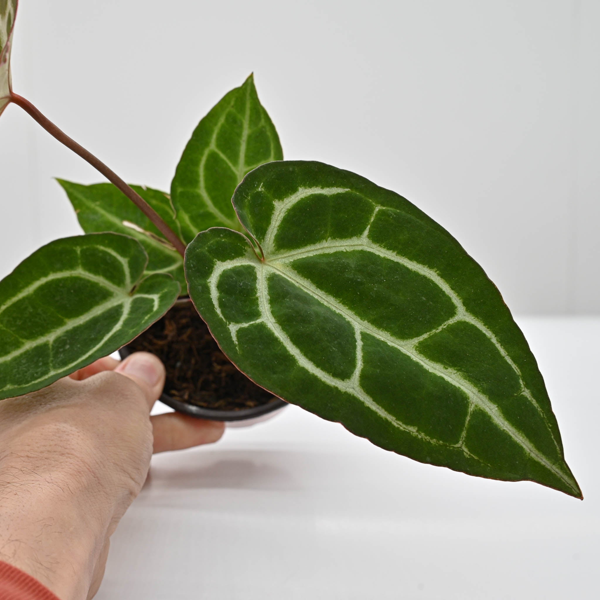 Crystal Anthurium | Anthurium Crystallinum