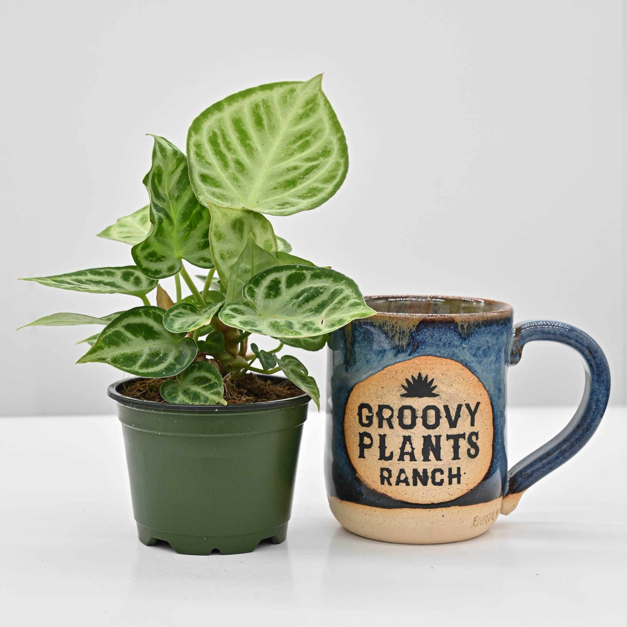 Silver Blush Anthurium | Anthurium Dorayaki