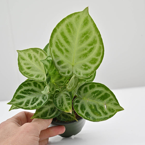 その他観葉植物 Anthurium dorayaki x silver blush AnthDorayaki3_grande.jpg?v=